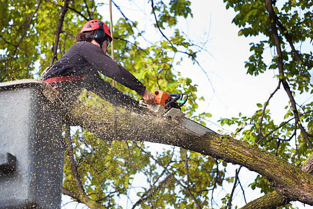 Washburn, ND Tree Service Company